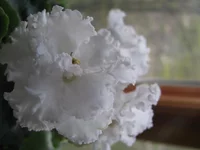  003.webp