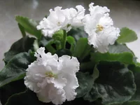  005.webp