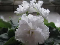  008.webp