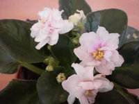 P3290004.webp