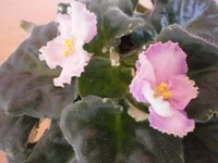 P3290015.webp