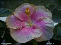 59cc244f8ac2.webp