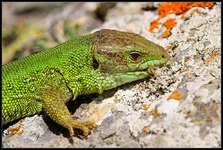DSC30731c3.jpg