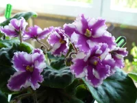 Myrthe.webp