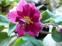 .webp