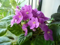 Valeska Red.webp
