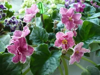 Stawberry Fields.webp