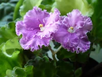 Opt. EverGlory.webp