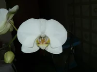  фаленопсис.webp