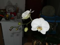  фаленопсис ветка.webp
