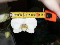  фаленопсис размер.webp