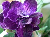 Sensation makro.webp