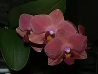 Phal from Alena.jpg