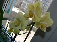  фаленопсис .webp