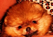 DSC02408 - Copy.webp