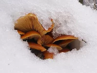 Flammulina_velutipes.webp
