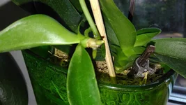 IMG_20180904_074717.webp