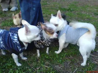 DSC00750.webp