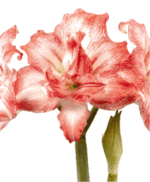 Amaryllis+Razzmatazz.gif