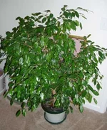 Ficus_benjamina_s.webp