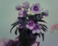 -0282.webp