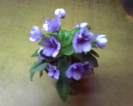-0284.webp