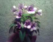 -0286.webp