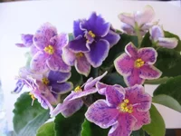 Rebel's Splatter Kake_7623.webp