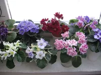 _7610.webp