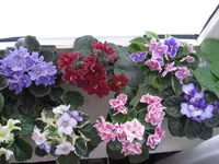 _7612.webp