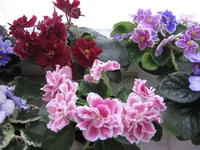 _7616.webp