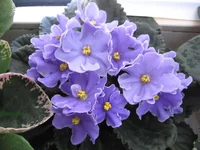 _7621.webp