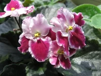 Crimson Ice_7641.webp
