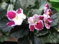 Crimson Ice_7642.webp
