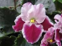 Crimson Ice_7644.webp