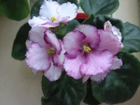 _7643.webp