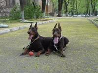P1020277.webp