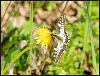 DSC32679c.webp