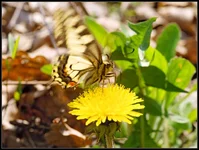 DSC32721c.webp