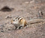 r-2484-.webp