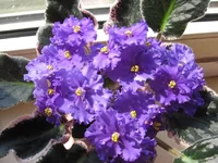 -Юная Колдунья_7466.webp