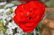 IMG_2229.webp