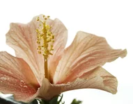 DSC_1293_новый размер.webp