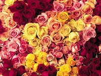 FLOVERS.webp