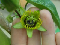 passiflora летучая мышь1.webp