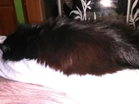 IMG_20181225_183445.webp