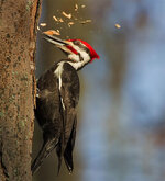 woodpecker10.jpg