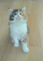  котенок.webp