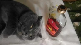 IMG-23c33195a85b4cb83aa8c78265fef880-V.webp