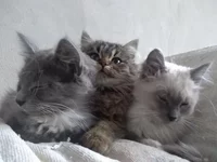 коты.jpg